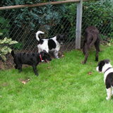 Puppyspeelmiddag.. aahhh lief