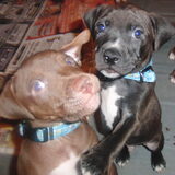 King & Nilis