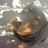 cisko