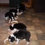 Dit leuke nestje Border Collie driekleur is te volgen als je de…