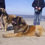 Foto van triumph