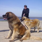 Foto van triumph