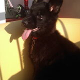 Jonge Roxy op balkon
