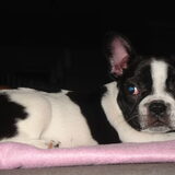Onze franse bulldog!
