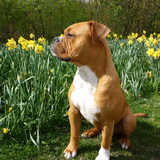 Foto van Daisy