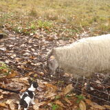 wandelen int bos!