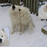 de witte woefers