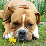 Foto van Daisy