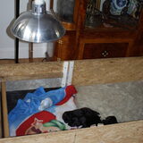 Infrarood donker warmtelamp die mijn puppy's warm houd zonder het…