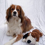 Dit is Diesel. Schat van een hond die ons letterlijk en figuurlijk echt…