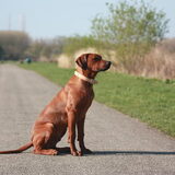 knapperd