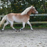 onze Azra, Haflinger merrie