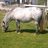onze Eefje, appaloosa merrie
