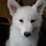 Storm, de pup van mijn moeder