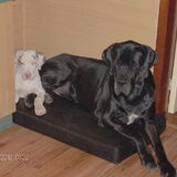 Foto van Esther,Bailey.Bruno en *Bono*