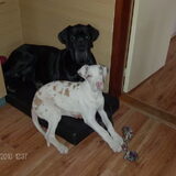 Foto van Esther,Bailey.Bruno en *Bono*