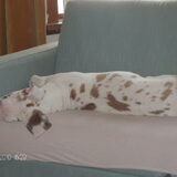 Foto van Esther,Bailey.Bruno en *Bono*