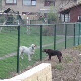 Bij babbelen met onze buurhond