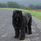 Mijn Bouvier Vera Cacharel van Rovika Geb. 01-04-1998 - + 03-05-2005