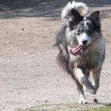 mooie hond
