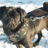 In de sneeuw