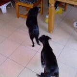 kennis maken met de hond des huizes