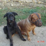 Foto van Daisy