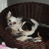 yentel chiwawa en ons dina sheltie