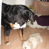 Foto van Lisa & doggs