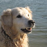 Ricky mijn lieve oude vriend