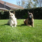 Foto van Kitty  & Danny •*¨*•.¸¸ Sadira, Ilisha, Dizzy, Heavy, Faith, Feenix, Kai, Balto, Simba & Nina ¸¸.•*¨*•