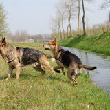 Foto van Inge & Danger