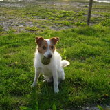 Dit is Barney mijn Grote hond in een kleine verpakking.