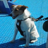 Barney op de boot naar Zweden
