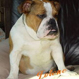 Dit is " Jolene" Guyselle la Ferme de Marlene. 2 jaar