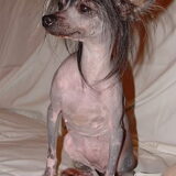 Dit is "Pebbles" Woodhaven Nothing To Hide. ook al 5 jaar.