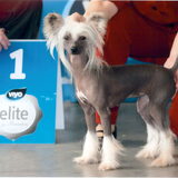 Dit is "BG" Hot-Legs van 't Schapershof. 2 jaar