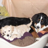 samen in de mand