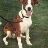 Jacko 1 jaar