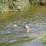 Mijn waterrat
