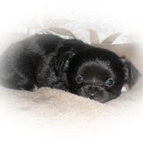 Ons chihuahuake Valentina