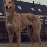 Tinka