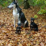 Kim met onze chihuahua's reutje Jip en teefje Noena