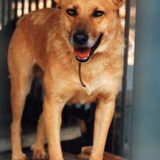 Dit is Speedy, een van de noodgevallen in asiel Pabianice. Speedy is in…