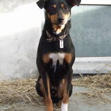 Dit is Gampik, hij kwam in 2006 als pupje in het asiel in Lodz, nu is…