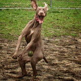 Foto van Angela • Bodhi