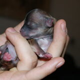 een kleintje donkerbruin gemeleerd 110 gram