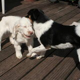spelen met Hummer