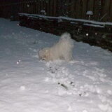 Kaily voor het eerst in de sneeuw ooh wat was dat een feest!