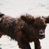 Laagvliegende hond !